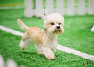 International Dog Show