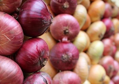 Onion and fish day and Seto Michaelmas Day