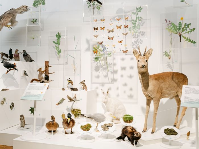 Estonian Museum of Natural History
