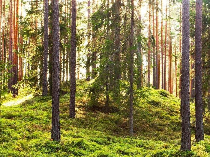 Nature trail in Harku forest