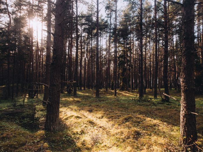 Pirita tervise- ja suusarajad